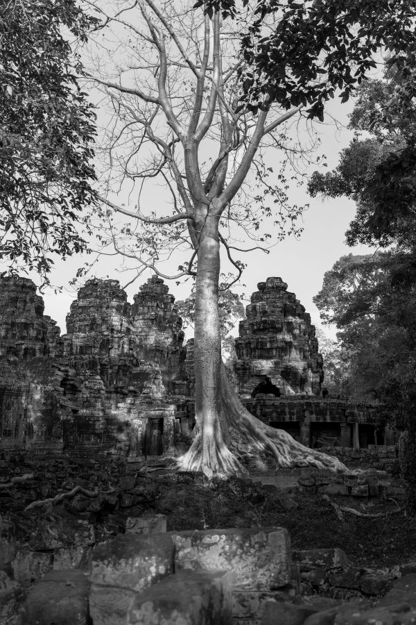 peach angkor-28-3 (1).jpg